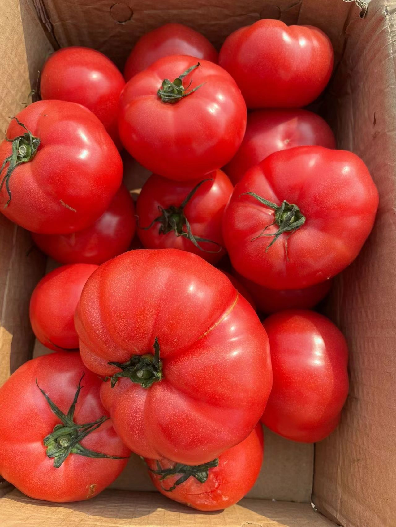 桃太郎番茄 净重5斤23.