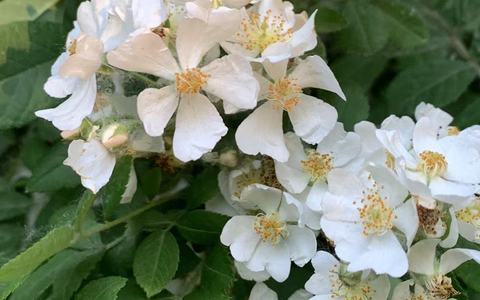 护手霜可以擦脸吗？