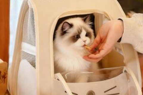 🐱猫包出行神器｜多背法透气猫包，带毛孩子出门超安心✨
